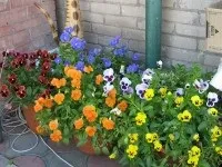 Віола вона ж Фіалка або Анютини Очі віола