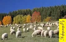 Вирощування ягнят із багатоплідних окотів окотів
