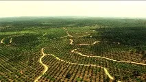Шкода та користь пальмової олії користь
