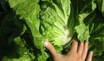 Шкідливі продукти харчування з Китаю найнебезпечніші з них харчування