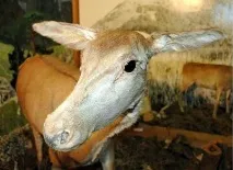 ласка