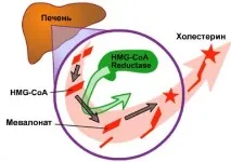 Взаємозв’язок печінки та холестерину язок
