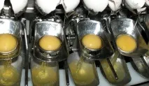 Яєчний бій -Агротехніка та технології обладнання