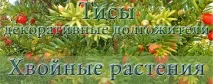 Хвойне дерево тис Ефективні методи розмноження тиса дерево