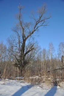 ляховому