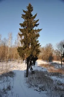 садиба