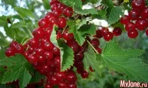 Желе із червоної (білої) смородини смородини