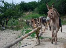 Зоопарки Криму ціни фото як дістатися - Крим - Новини Криму криму