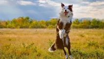 16 найкумедніших осінніх фотографій собачок - НОВИНИ У ФОТОГРАФІЯХ собачок