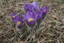 10 найбільш примітних дикорослих рослин Білорусі найбільш