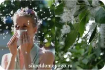 Алергія на тополиний пух, СЕКРЕТИ ДОМОВОГО тополиний
