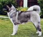 Американська акіта (великий японський собака) великий