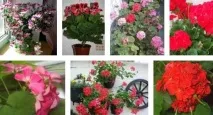 Герань - корисні властивості та лікування цією рослиною герань