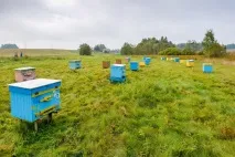 Білоукраїнський бізнесмен викупив та відродив глухе село глухе