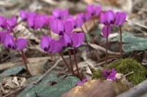 Цикламени. Як правильно доглядати квіти? квіти