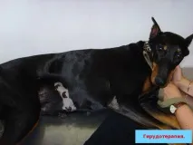 клінічного