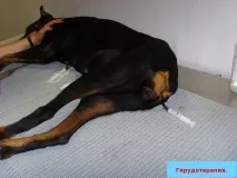 застосування