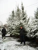 Крупноміри, посадка крупномірів дерев