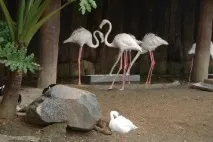 Ціна