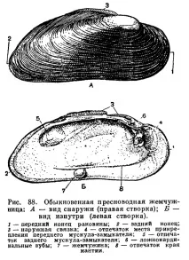 Аквакультури. Молюски аквакультури