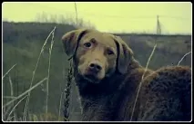 кістки