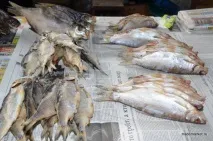 ЧЕБАК, КРУГЛЯК І СУЛА НА ПРИЛАВКАХ РИНКУ сула
