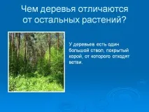 Чим дерева відрізняються від решти рослин - Презентація 5398-9 дерева
