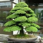 Cryptomeria JAPONICA або Криптомерія Японська (насіння) криптомерія
