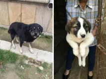 Дай лапку собака