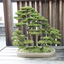Cryptomeria JAPONICA або Криптомерія Японська (насіння) японська