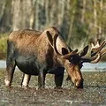 Дикий звір - пошук слів за маскою та визначенням, відповіді на сканворди визначенням