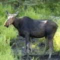 Дикий звір - пошук слів за маскою та визначенням, відповіді на сканворди звір
