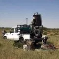 Дикий звір - пошук слів за маскою та визначенням, відповіді на сканворди маскою