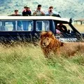 Дикий звір - пошук слів за маскою та визначенням, відповіді на сканворди пошук