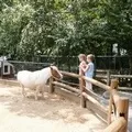Дикий звір - пошук слів за маскою та визначенням, відповіді на сканворди дикий