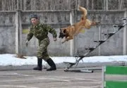 Дмитров - Кінологічний розплідник кінологічний