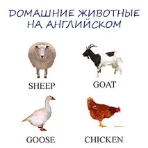Домашні тварини англійською мовою у картинках домашні