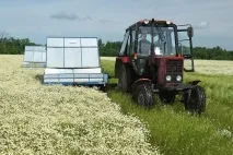 Єдине господарство, що спеціалізується на вирощуванні лікарських трав, просить підтримки вирощуванні