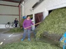 Єдине господарство, що спеціалізується на вирощуванні лікарських трав, просить підтримки вирощуванні