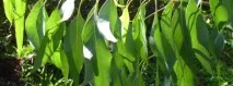 Евкаліпт - Народні засоби та народні рецепти народні