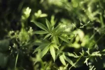 Гомеопатія Каннабіс індика (Cannabis indica) показання до застосування індика