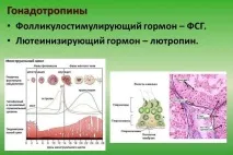Гонадотропні гормони - Гінекологічна ендокринологія гормони