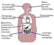 гельмінтів