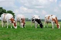 Група