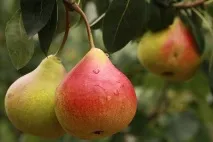 Груші при вагітності користь та шкода шкода