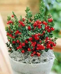 ruscus