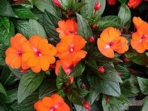 фото