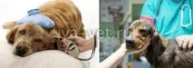 Інсульт у собаки перші ознаки, симптоми та лікування інсульт