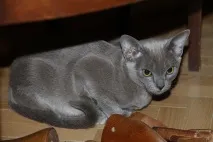 розплідник