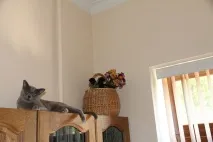 свого
